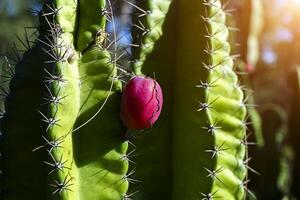 Close up of cactus fruit on tree. photo