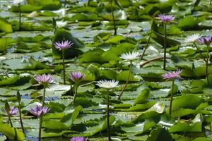 Close up of waterlily flower photo