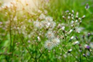 Vernonia cinerea plant. photo