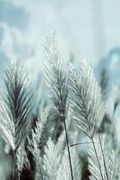 White grass flower photo