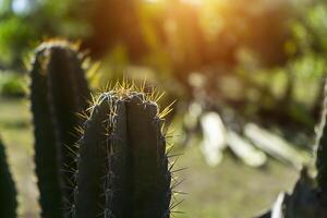 Close up cactus tree. photo