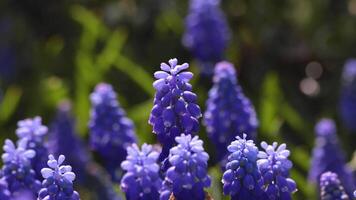 Honey bees on the grape hyacinths. Spring blossom concept handheld . video
