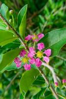 Barbados or Acerola Cherry flower photo