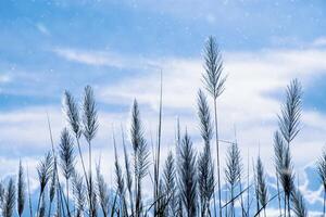 White grass flower photo