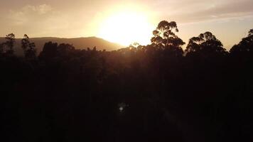 aérien forêt le coucher du soleil video