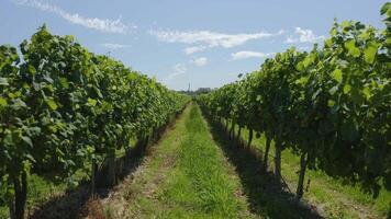 a piedi nel il vigneti video