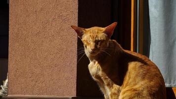 rot orientalisch Katze auf das Balkon im Frühling video