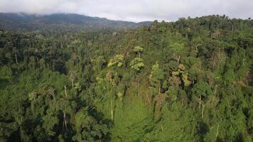 aereo Visualizza di un' denso, lussureggiante foresta pluviale baldacchino, che rappresentano ambientale conservazione e sostenibilità, Perfetto per terra giorno temi e ecologico progetti video