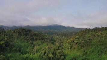 aéreo Visão do exuberante tropical floresta tropical com baixo nuvens, enfatizando naturezas beleza para terra dia relacionado conteúdo e de Meio Ambiente documentários video