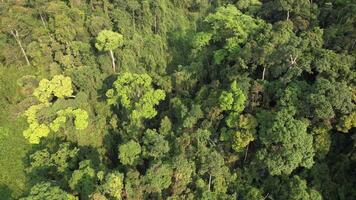 aereo Visualizza di un' denso tropicale foresta pluviale baldacchino, evidenziazione biodiversità e conservazione temi, adatto per terra giorno e ambientale consapevolezza progetti video