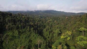antenne visie van een dicht tropisch regenwoud met de nevel gedekt boomtoppen, markeren biodiversiteit en natuurlijk leefgebieden, geschikt voor aarde dag concepten video