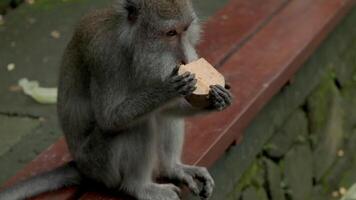 aap , macaca fascicularis aan het eten en spelen in de regenwoud, Bali, Indonesië video