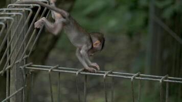 Monkey , Macaca fascicularis eating and playing in the rainforest, Bali, Indonesia video
