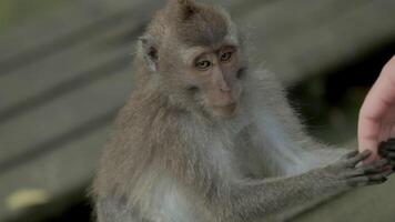 apa , Macaca fascicularis äter och spelar i de regnskog, bali, indonesien video