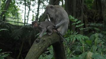 scimmia , macaca fascicolare mangiare e giocando nel il foresta pluviale, Bali, Indonesia video