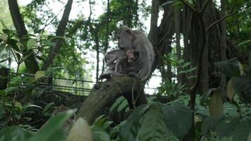 apa , Macaca fascicularis äter och spelar i de regnskog, bali, indonesien video