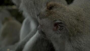 mono , macaca fascicularis comiendo y jugando en el selva, bali, Indonesia video