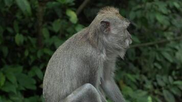 mono , macaca fascicularis comiendo y jugando en el selva, bali, Indonesia video