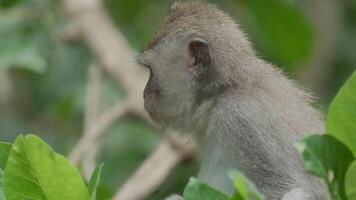 Monkey , Macaca fascicularis eating and playing in the rainforest, Bali, Indonesia video