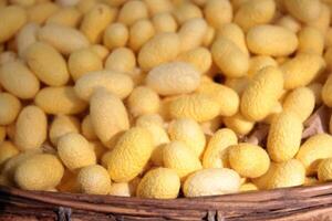 Silkworm cocoons in bamboo basket photo