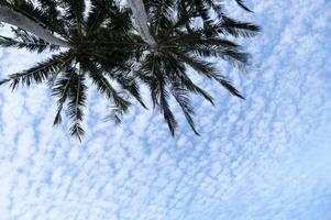 Palm tree leaves on white blue sky background photo