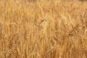 A fields of ready for harvest ripe barley or rye photo