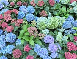 Colorful hydrangea bushes flower background photo