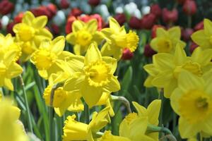 flowering daffodils or yellow narcissus blossoms in a spring garden photo