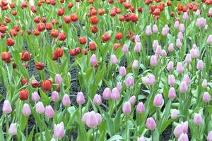 Tulips flower beautiful in garden plant photo