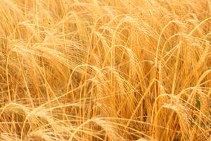 A fields of ready for harvest ripe barley or rye photo