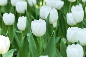 Tulips flower beautiful in garden plant photo