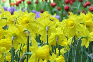 flowering daffodils or yellow narcissus blossoms in a spring garden photo