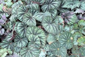 Top view various begonia leaves background photo