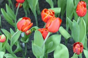Tulips flower beautiful in garden plant photo