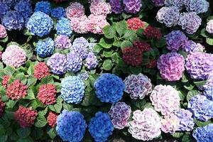 Colorful hydrangea bushes flower background photo