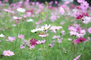 Field of colorful cosmos flowers photo