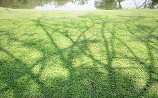 Lawn under the shade of trees near a pond photo