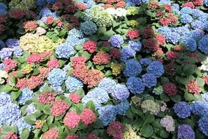 Colorful hydrangea bushes flower background photo