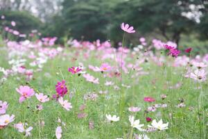 Field of colorful cosmos flowers photo