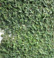 The background wall is covered with green ivy leaves. photo