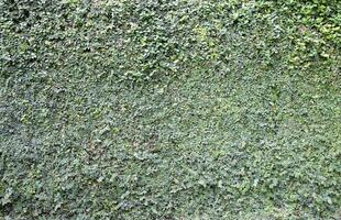 The background wall is covered with green ivy leaves. photo