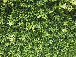 nature green leaf background photo