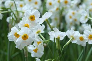 narcissus blooming flower in spring photo