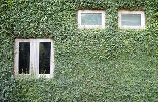 The background wall is covered with green ivy leaves. photo