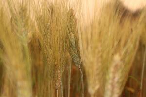Close up on golden wheat field or rice barley farm photo