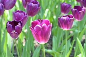 tulipanes flor hermosa en jardín planta foto