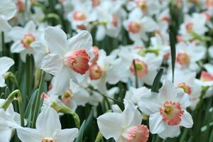 White narcissus or Pink Parasol Daffodil photo