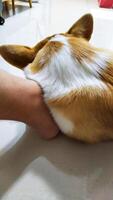 Cute Pembroke Welsh Corgi Sleeping at Owner's Foot photo