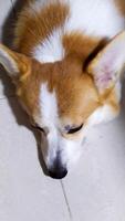 Cute Pembroke Welsh Corgi Sleeping, Peaceful Adorable Rest photo