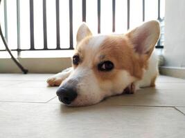 Cute Pembroke Welsh Corgi Side Eye, Adorable Face Expression photo